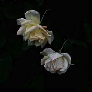 柏木舞子娘婿的感人故事知乎
